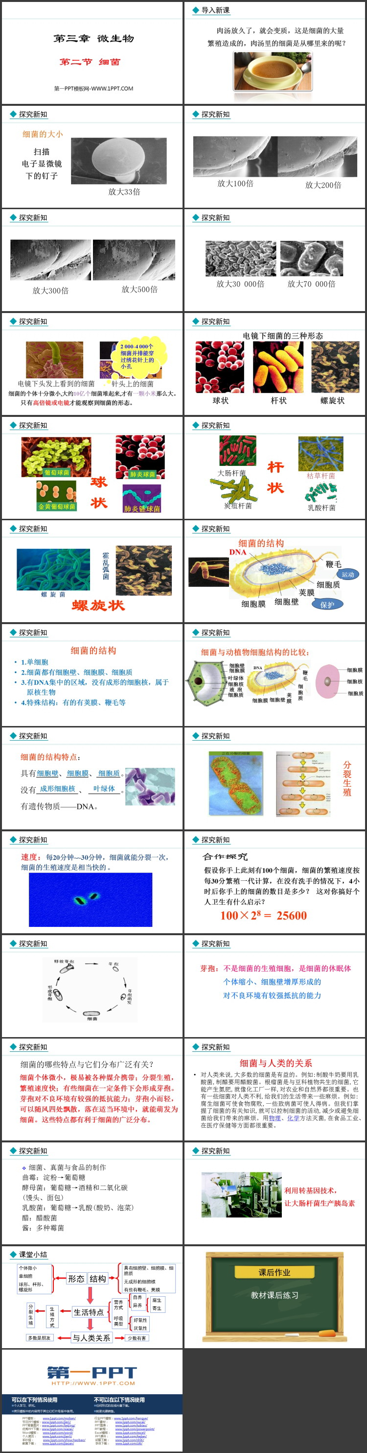 《细菌》PPT教学课件下载