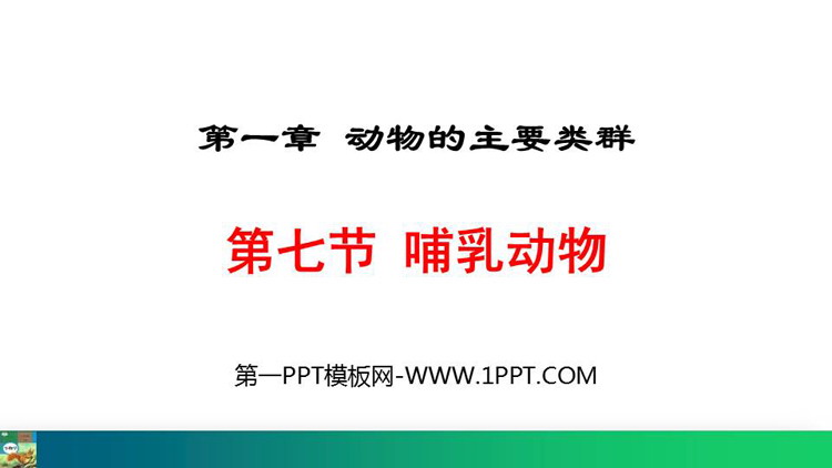 《哺乳动物》PPT精品课件下载