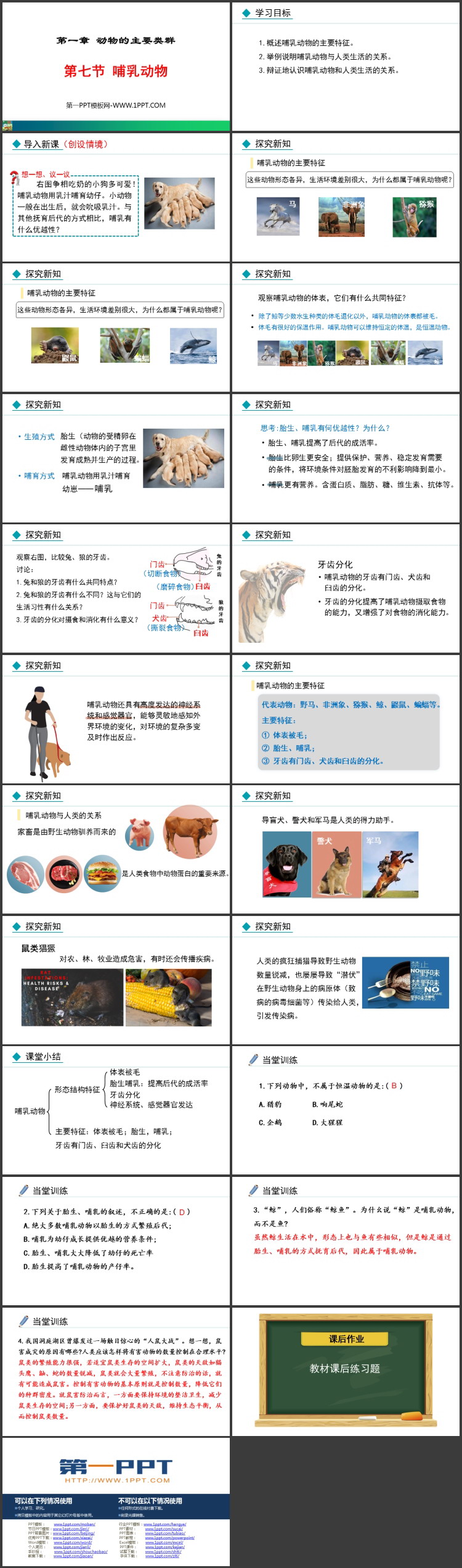 《哺乳动物》PPT精品课件下载