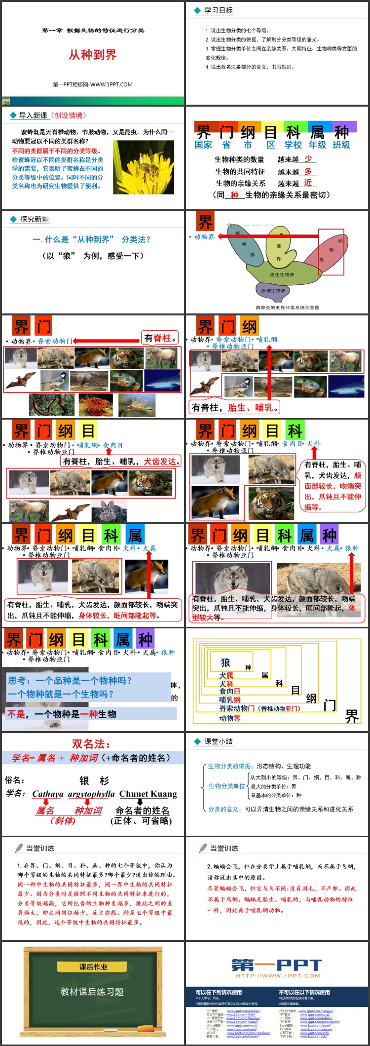 《从种到界》PPT免费课件下载