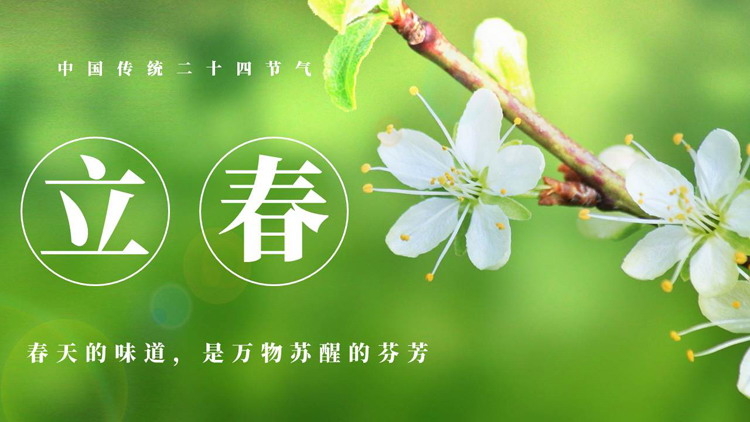 绿色清新梨花背景的立春节气介绍PPT模板