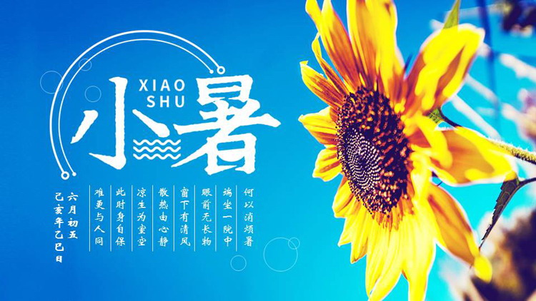 蓝色向日葵背景的小暑节气介绍PPT模板