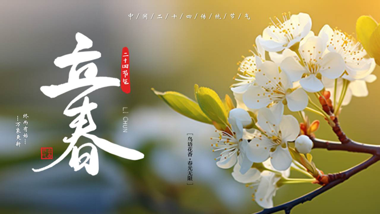 精美梨花背景的中国二十四传统节气立春介绍PPT模板