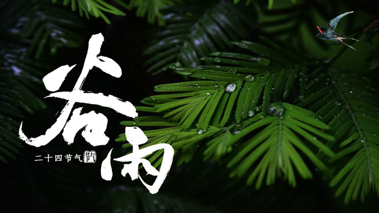 绿色清新叶子背景的二十四节气之谷雨节气介绍PPT模板