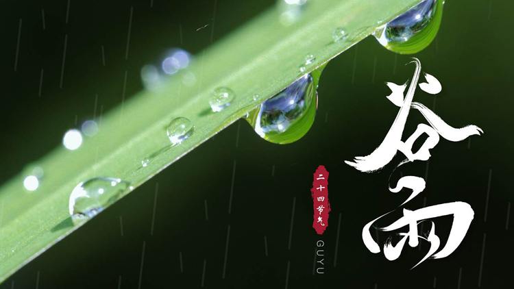 绿色挂着露珠的叶子背景的谷雨节气介绍PPT模板