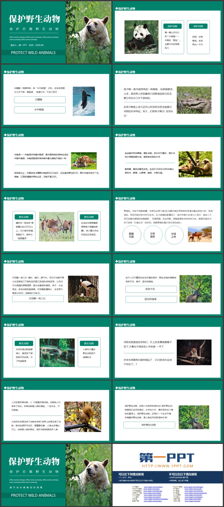青色棕熊背景的保护野生动物PPT模板下载