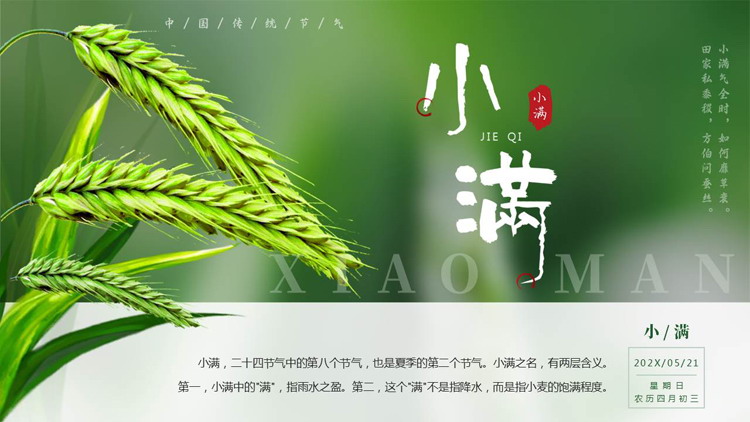 绿色清新麦穗背景的小满传统节气介绍PPT模板