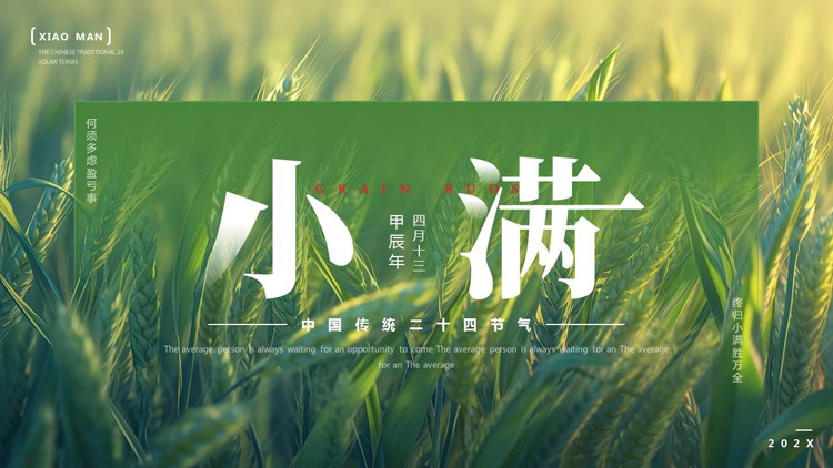 绿色麦穗麦田背景的中国传统二十四节气之小满节气介绍PPT模板