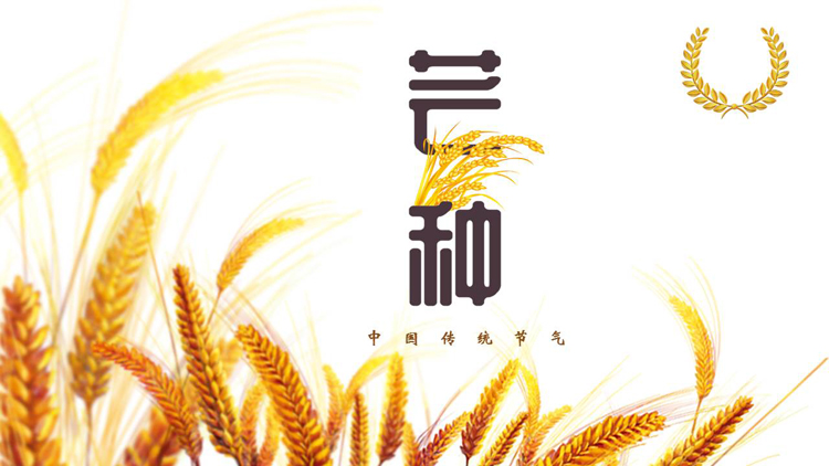 金色麦穗背景的中国传统节气芒种介绍PPT模板