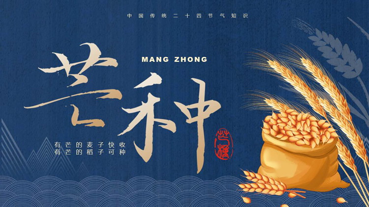 蓝色古典麦穗稻谷背景的中国传统二十四节气芒种知识介绍PPT模板