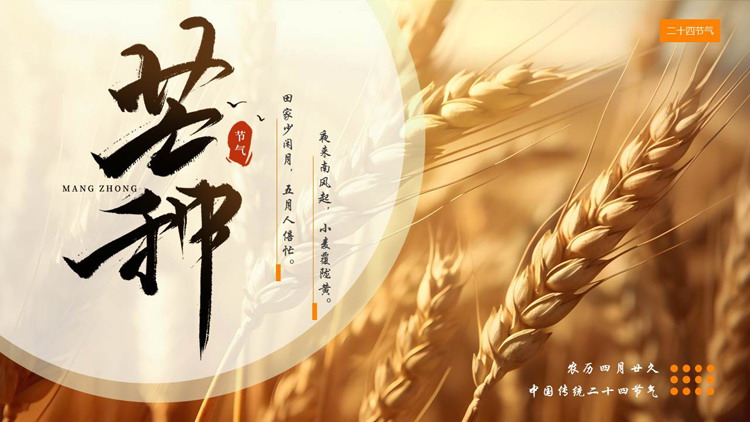 金色麦穗背景的芒种传统节气活动策划PPT模板