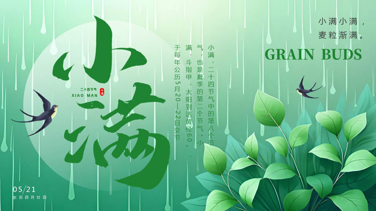 绿色清新插画叶子背景的小满节气介绍PPT模板