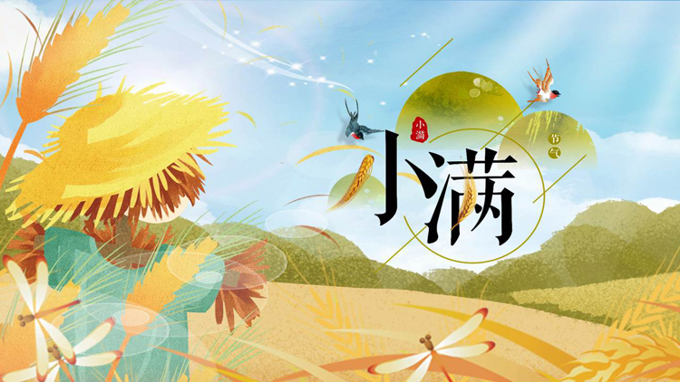 插画风麦穗稻草人背景的小满节气介绍PPT模板