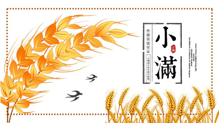 金色卡通麦穗背景的小满传统节气介绍PPT模板