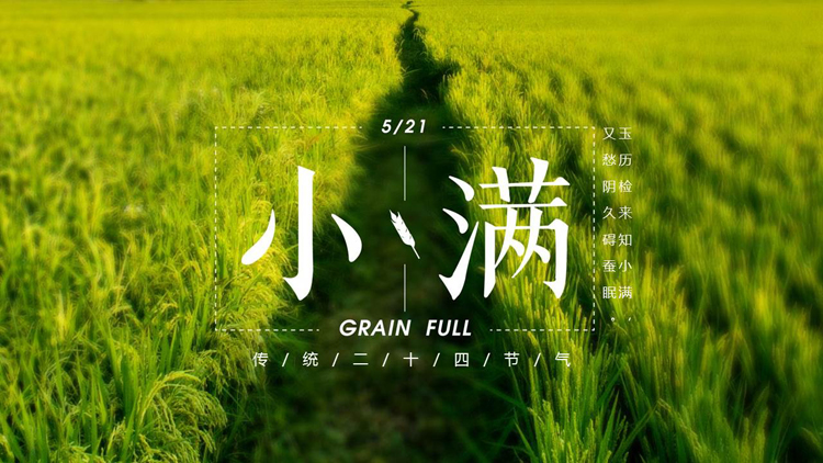 绿色农田背景的小满传统节气介绍PPT模板