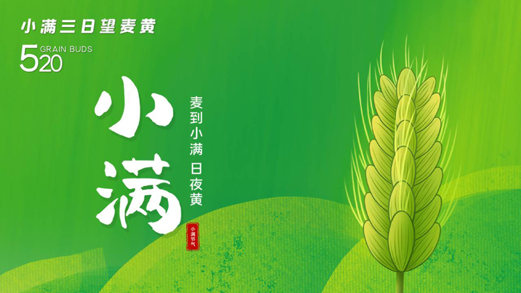绿色卡通麦穗背景的小满节气介绍PPT模板