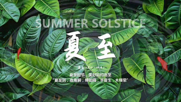 绿色清新树叶背景的夏至节气介绍PPT模板