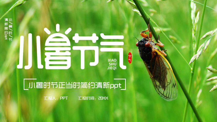 绿色清新夏蝉背景的小暑节气介绍PPT模板