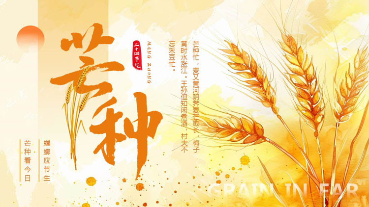 金色插画风麦穗背景的传统二十四节气之芒种节气介绍PPT模板