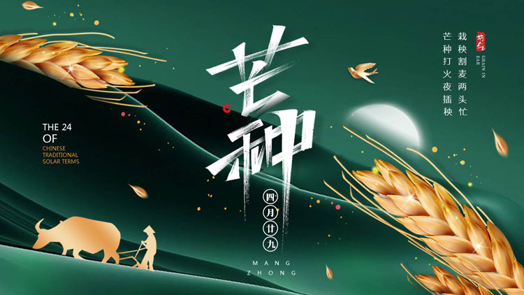 绿金麦穗人物剪影背景的芒种节气介绍PPT模板