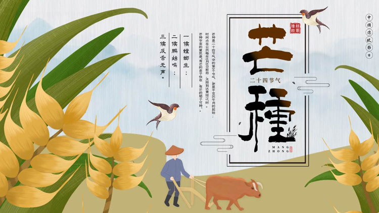插画风麦穗叶子背景的芒种节气介绍PPT模板