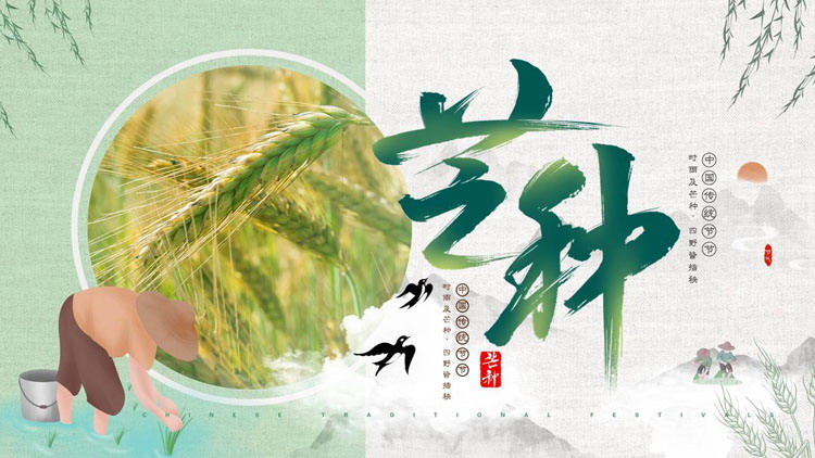绿色麦穗背景的中国风传统节气芒种介绍PPT模板
