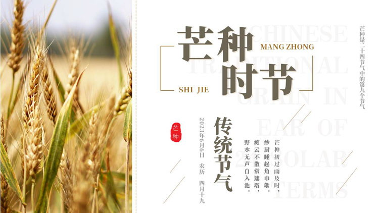 麦穗麦田背景的芒种时节传统节气介绍PPT模板